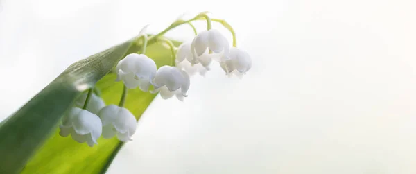 Beautiful flower of white Lily of the valley blooms in the field