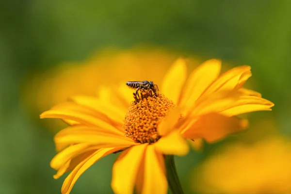 Bee collects nectar on a yellow flower. Bee sitting on a bright