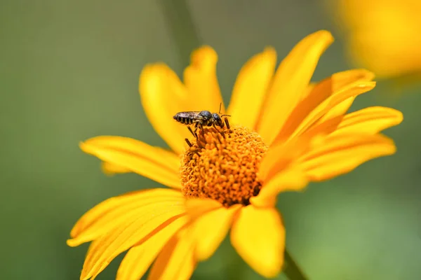 Bee collects nectar on a yellow flower. Bee sitting on a bright