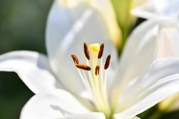 Lilies.  White Lily flowers in the garden. Summer background