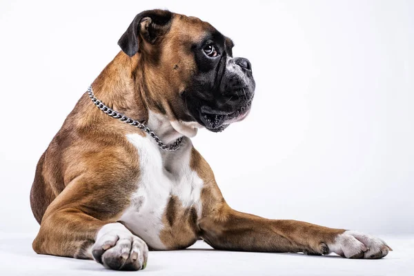 Boxer köpek düşünceli yüz