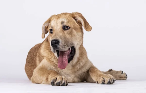 Mastin Cão Deitado Com Língua Para Fora — Fotografia de Stock