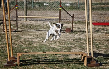 Beyaz köpek çit atlama çeviklik devre üzerinde