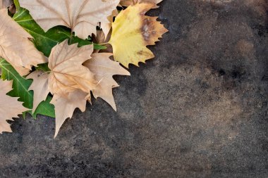 Kuru ve yeşil yaprakları üst tablosu yaptı