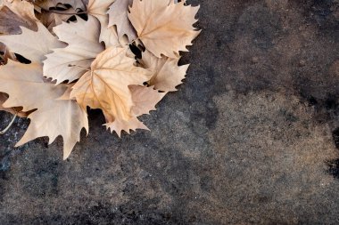 bir tablonun üst tarafında sonbahar yaprakları kurutulur