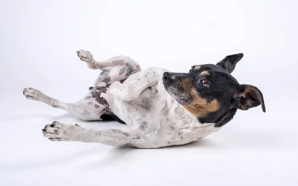 Kleine Hond Kruidenier Met Zwarte Kop Liggen Omhoog — Stockfoto