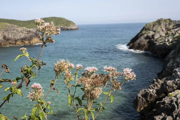 Fleurs Sauvages Devant Mer Cantabrique — Photo