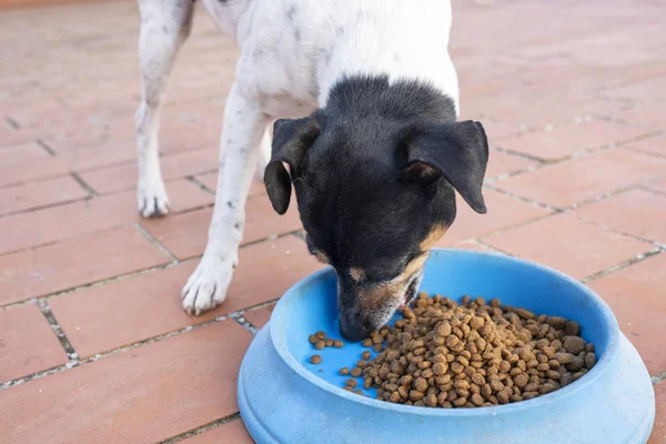 mavi tabakta yemek foodie köpek