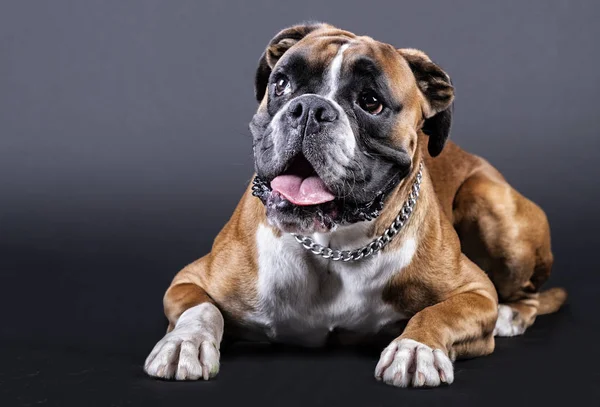Boxer cão com a língua para fora em uma posição sentada com uma coleira em seu pescoço — Fotografia de Stock