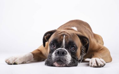beyaz bir arka plan üzerinde yerde başını ile yatan boksör köpek.