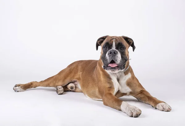 Pies rasy boksera siedzi na podłodze z białym tłem — Zdjęcie stockowe