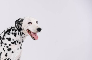 Beyaz arka planda izole edilmiş ağzı açık Dalmaçyalı yüzü