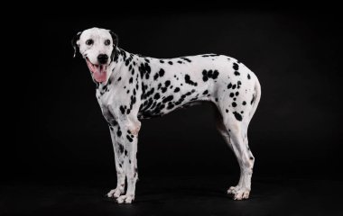 Dalmaçyalı köpek siyah arka planda duruyor
