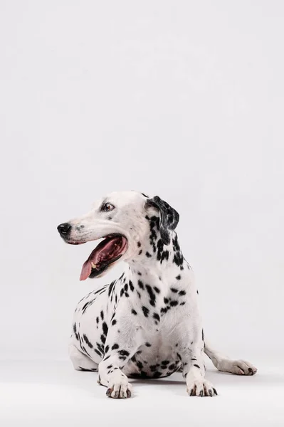 Dalmatische Hond Zittend Kijkend Naar Zijkant Geïsoleerd Met Witte Achtergrond — Stockfoto