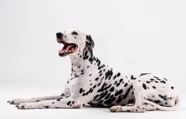 Dalmatische Hond Zit Kijkt Naar Boven Geïsoleerd Met Witte Achtergrond — Stockfoto