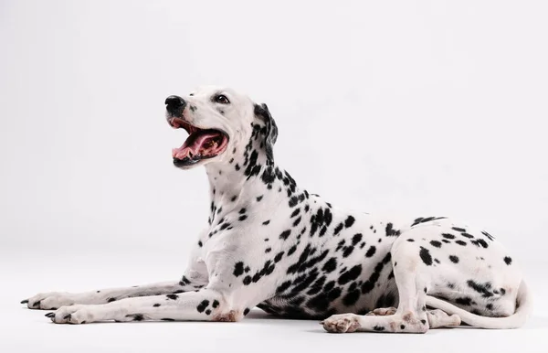 Dalmaçyalı köpek oturuyor ve yüzü yukarı bakıyor.