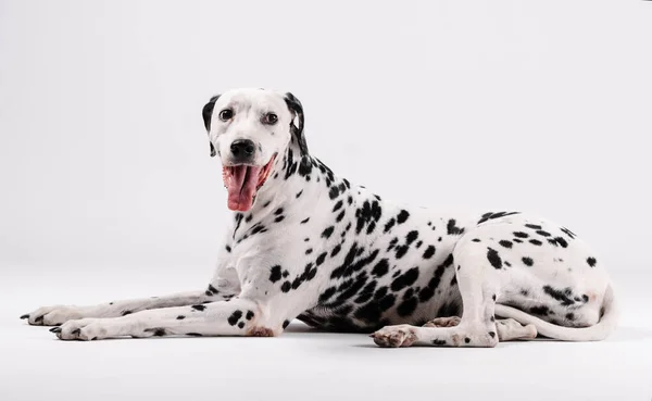 Dalmatische Hond Zit Geconfronteerd Geïsoleerd Met Witte Achtergrond — Stockfoto