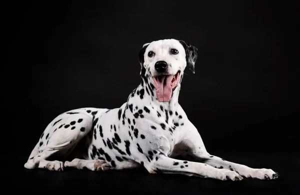 Önde oturan Dalmaçyalı köpek siyah arkaplan ile izole edilmiş.