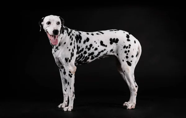 Cão Dálmata Sobre Fundo Preto — Fotografia de Stock