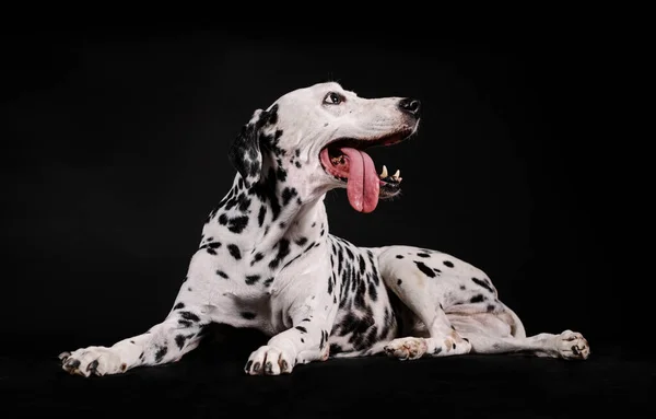 Dalmatische Hond Zit Zij Aan Zij Geïsoleerd Met Zwarte Achtergrond — Stockfoto