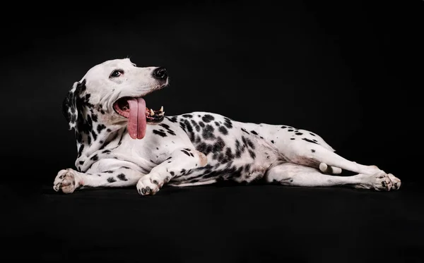 Δαλματίας Σκύλος Ξαπλωμένος Γλώσσα Του Έξω Μαύρο Φόντο — Φωτογραφία Αρχείου