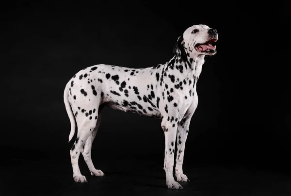 Dalmatyński Pies Stojący Czarnym Tle — Zdjęcie stockowe
