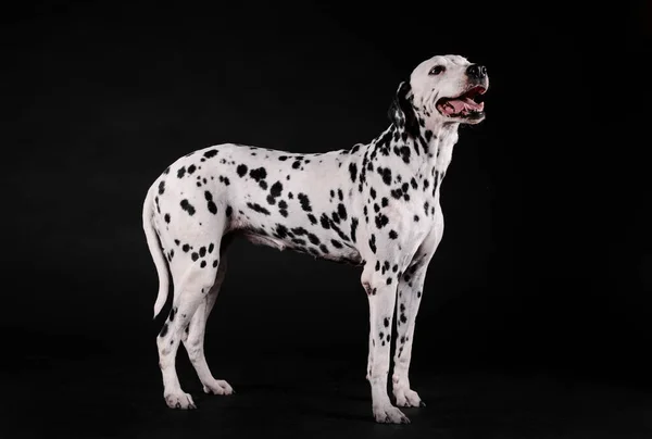 Dalmaçyalı köpek siyah arka planda duruyor