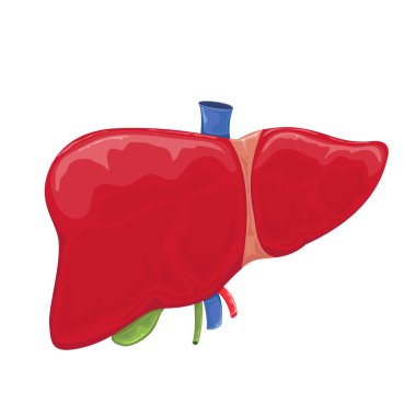 Beyaz arka plan üzerinde illüstrasyon izole insan karaciğer.
