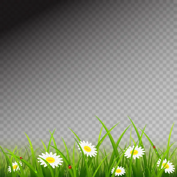Frühling Oder Sommer Natur Blumen Mit Marienkäfern Und Gras Mit — Stockvektor