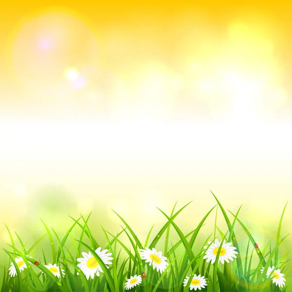 Frühling Oder Sommer Natur Blumen Und Gras Mit Tropfen Und — Stockvektor