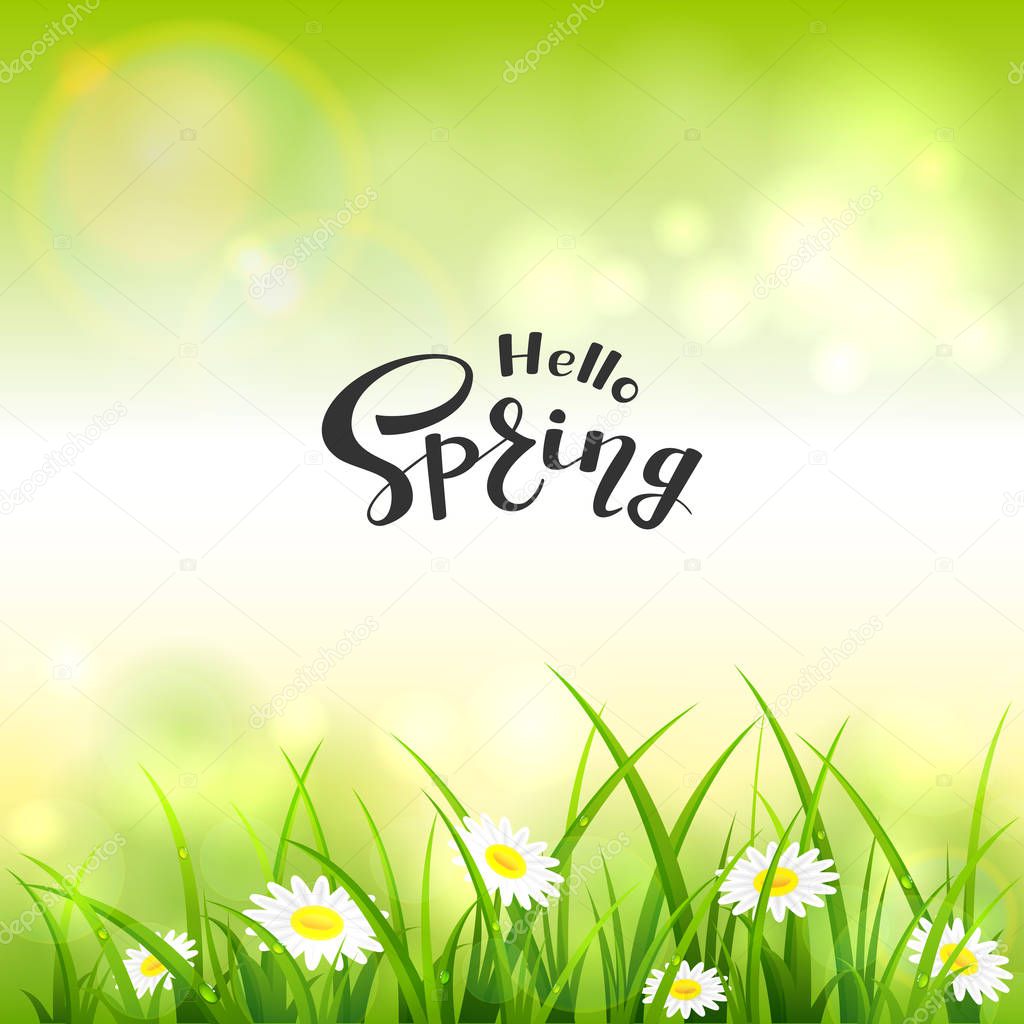 Spring or summer nature. Flowers and grass with drops. Lettering Hello Spring on green background, illustration.