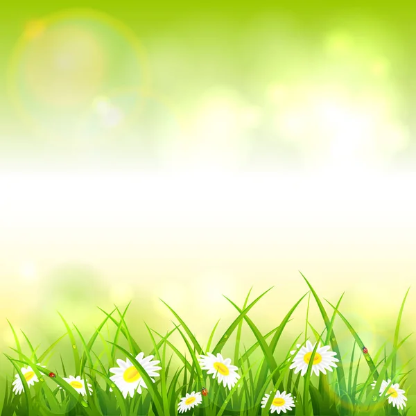 ばねまたは夏の自然 花や草点眼と緑の背景 イラストのてんとう虫 — ストックベクタ
