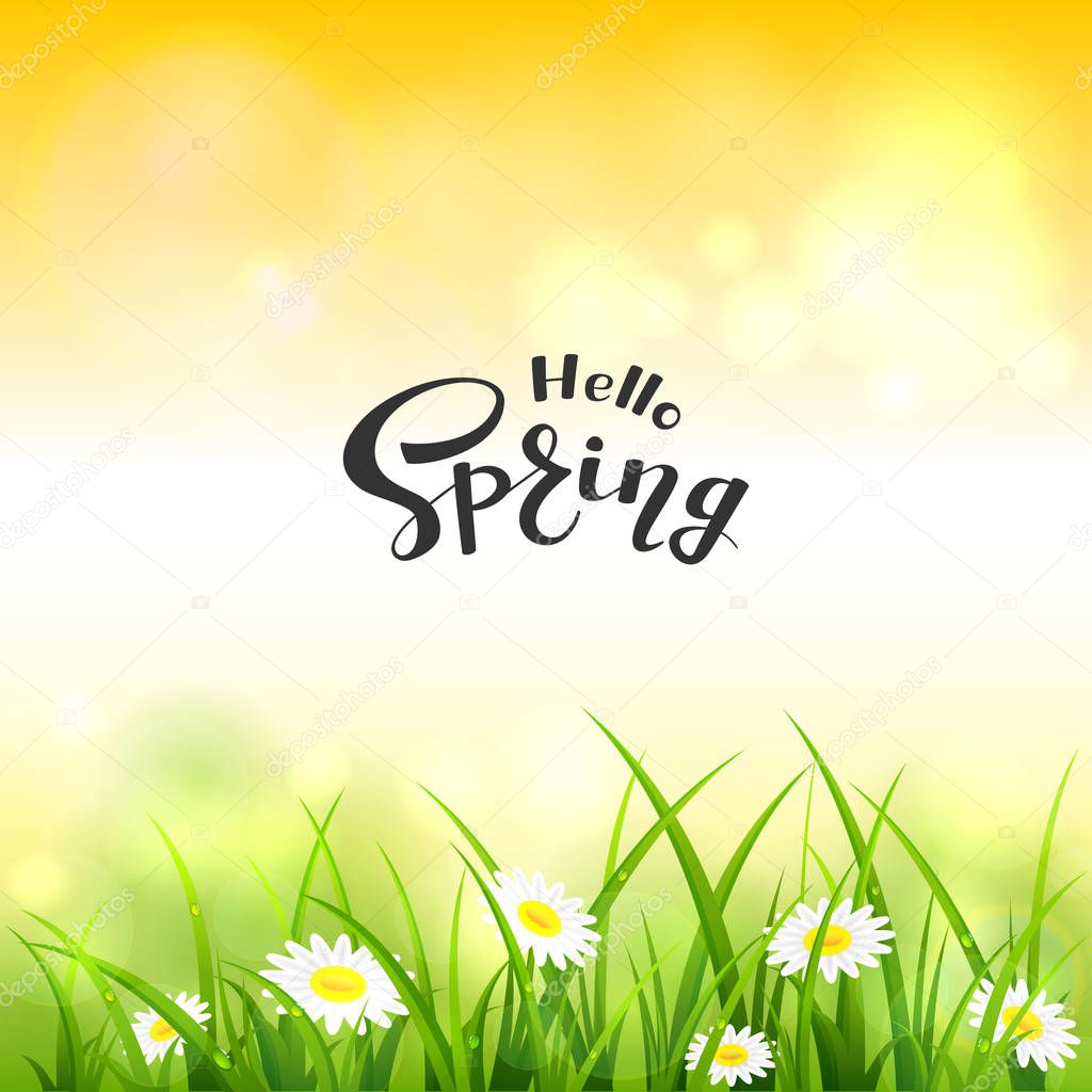 Spring or summer nature. Flowers and grass with drops. Lettering Hello Spring on orange sky background, illustration.