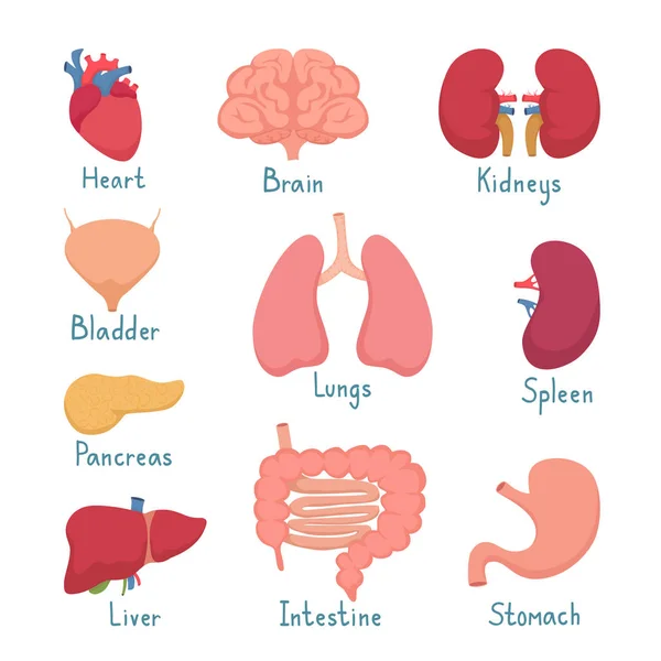 Ensemble d'organes internes — Image vectorielle