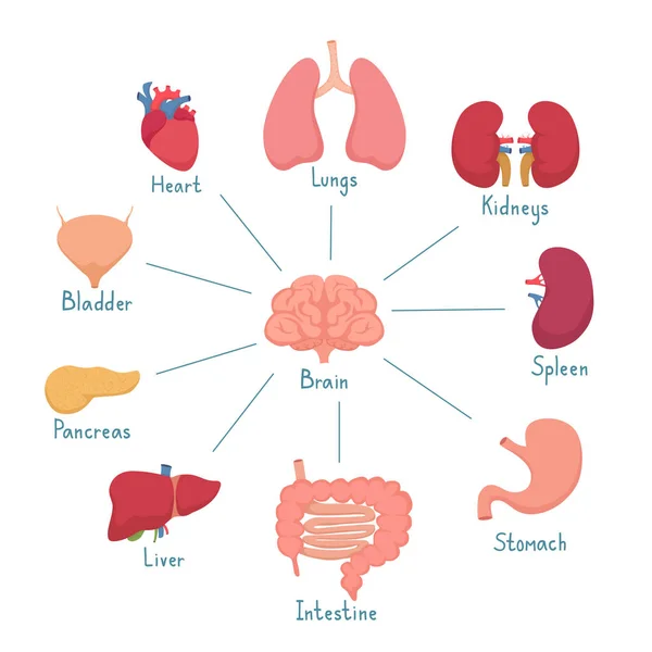 Ensemble d'organes humains internes — Image vectorielle