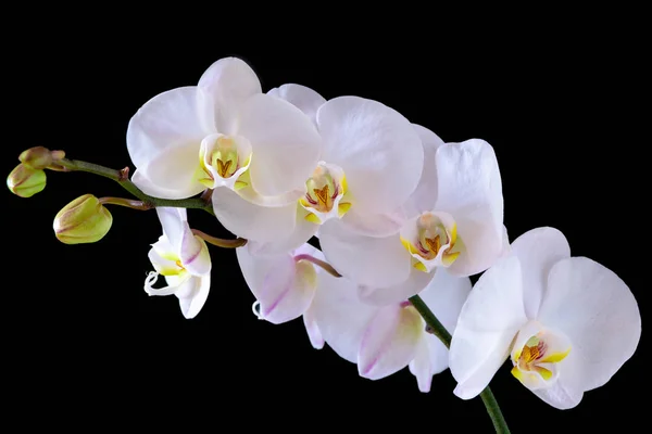 Weiße Orchideenblüten. Nahaufnahme auf schwarzem Hintergrund. Stockbild