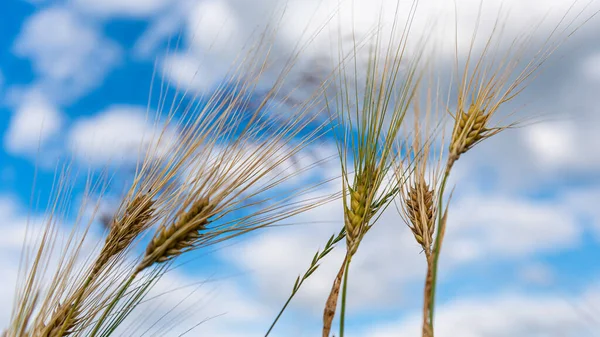 Selective Focus On Wheat Ear.Close up of ripe wheat ears against beautiful sky with clouds.spikelet of wheat on a field on a farm against the backdrop of a blue sky.With Selective Focus on the Subject