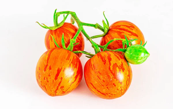 Tomates a rayas primer plano de tomate en un plato blanco, cultivar Tigerella. —  Fotos de Stock