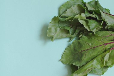 Genç pancar, taze yeşil mavi zemin üzerine bırakır. ham buryak