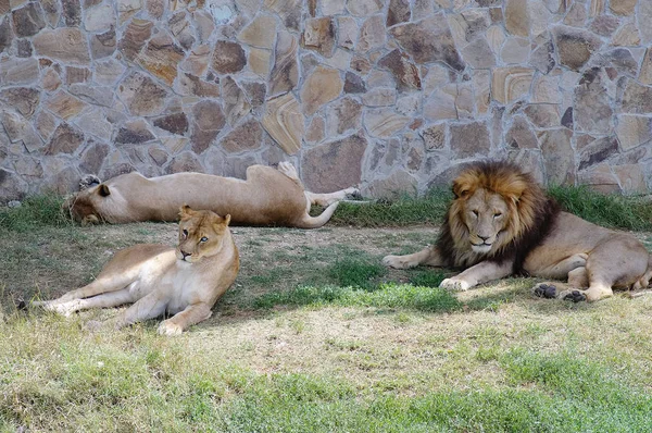 Une Fierté Lions Reposant Dans Herbe Zoo Belle Famille Lion — Photo