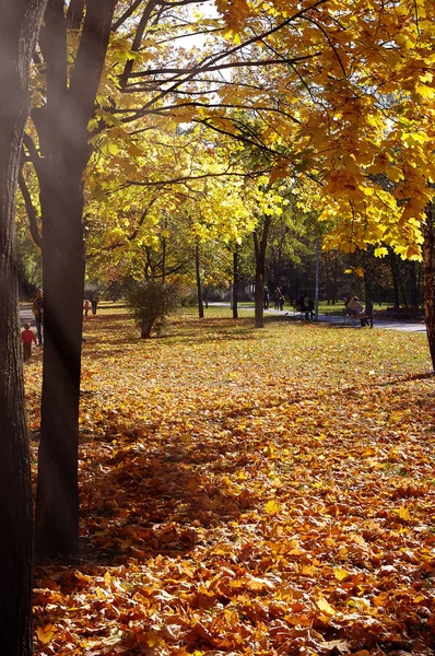Parkta Renkli Yaprakları Sonbaharda Sonbahar Doğal Arka Plan Sonbahar Ağaç — Stok fotoğraf