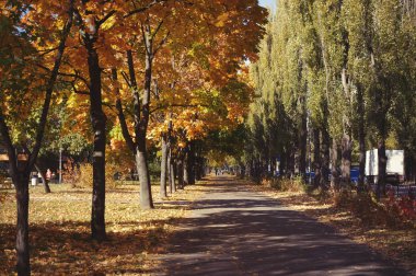 Parkta renkli yaprakları sonbaharda. Sonbahar doğal arka plan. Sonbahar Ağaç ve yaprak