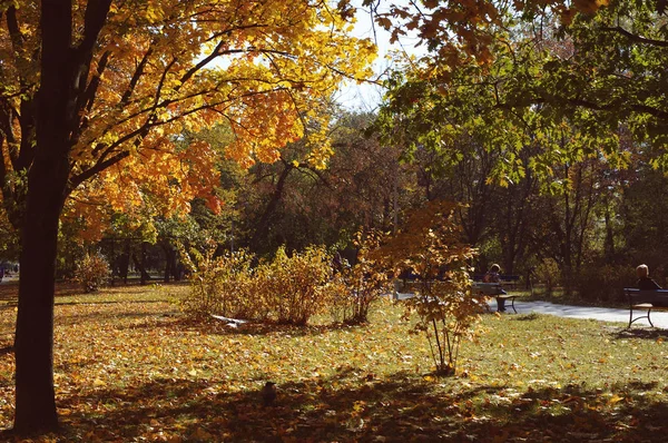 Parkta Renkli Yaprakları Sonbaharda Sonbahar Doğal Arka Plan Sonbahar Ağaç — Stok fotoğraf