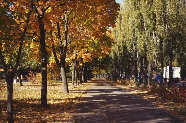 Parkta Renkli Yaprakları Sonbaharda Sonbahar Doğal Arka Plan Sonbahar Ağaç — Stok fotoğraf