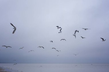 Martılar dalgalar deniz üzerinde. Kuşlar deniz