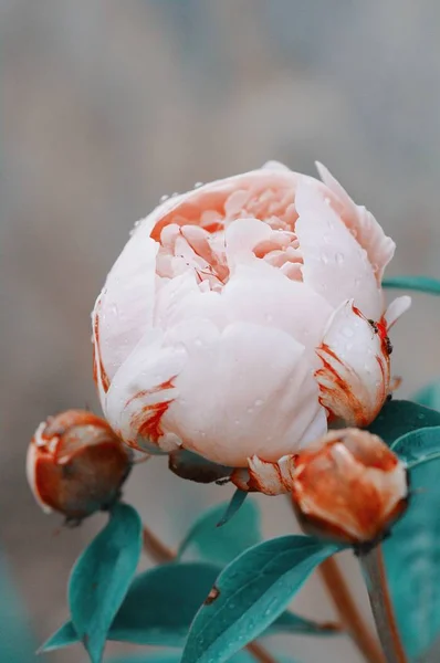 关闭牡丹花花瓣上的水滴。新鲜明亮的盛开的粉红色牡丹花与露珠滴在花瓣上。软对焦 — 图库照片