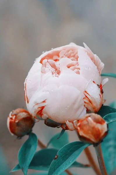 Cerrar gota de agua en el pétalo de la flor de la peonía. flores frescas de peonías rosadas brillantes con gotas de rocío en los pétalos. Enfoque suave —  Fotos de Stock