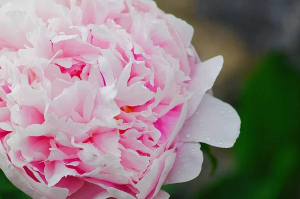 Chiuda la goccia dell'acqua su petalo del fiore di peonia. fresco brillante fioritura rosa peonie fiori con gocce di rugiada su petali. Concentrazione morbida — Foto Stock