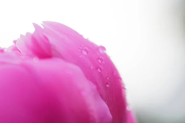 关闭牡丹花花瓣上的水滴。新鲜明亮的盛开的粉红色牡丹花与露珠滴在花瓣上。软对焦 — 图库照片