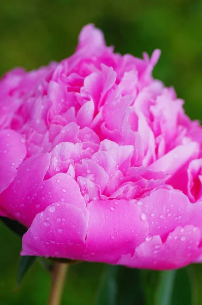 牡丹の花の花びらに水滴を閉じます。新鮮な明るい露にピンクの牡丹の花を咲く花びらを削除します。ソフト フォーカス — ストック写真